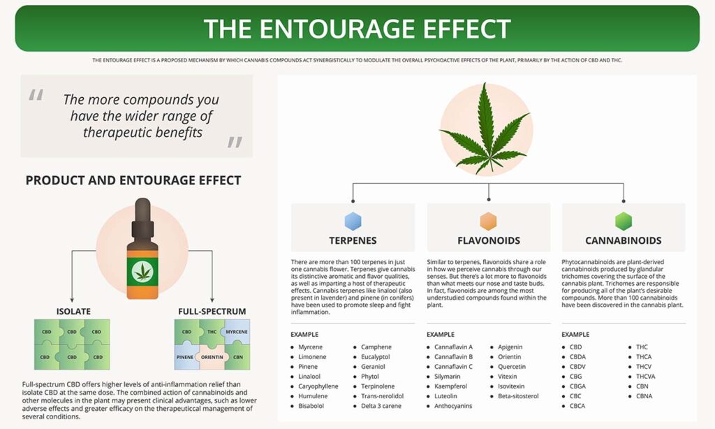 Learn the entourage effect cbd and cannabis